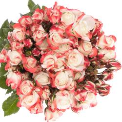 Rose creme/rot Freiland Carnaval 40cm 3+Blüte
