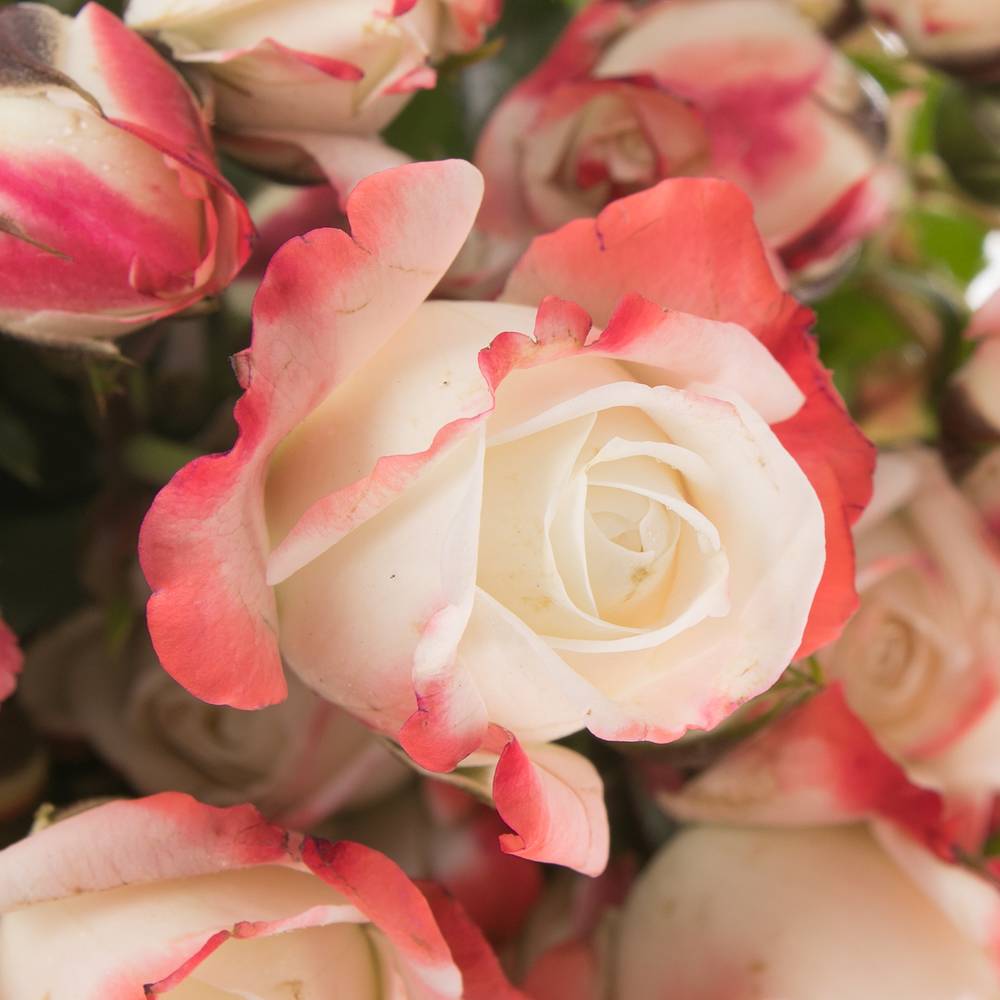 Rose creme/rot Freiland Carnaval 40cm 3+Blüte