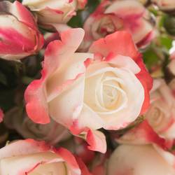 Rose creme/rot Freiland Carnaval 40cm 3+Blüte