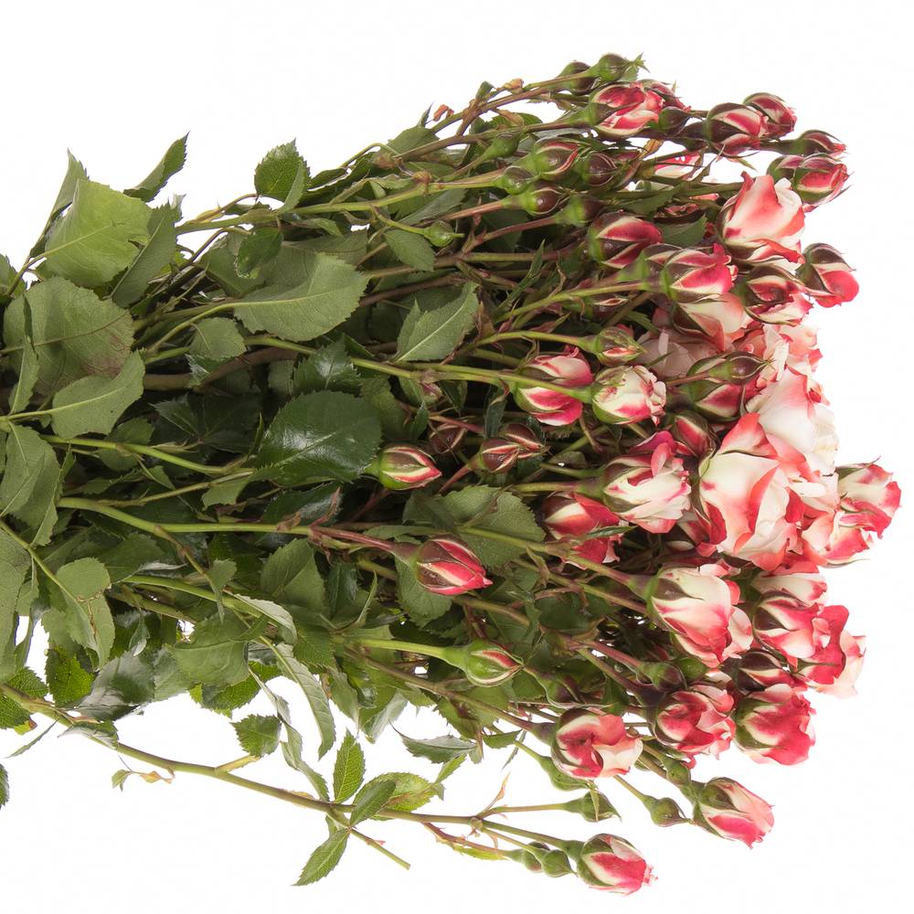 Rose creme/rot Freiland Carnaval 40cm 3+Blüte