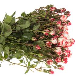 Rose creme/rot Freiland Carnaval 40cm 3+Blüte