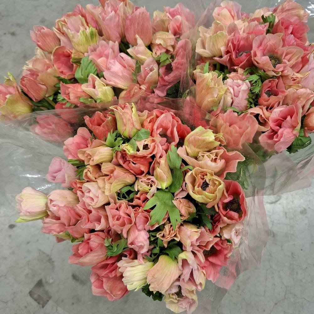 Anemone rosa mix Carmel Barbi Israel 32 cm x 50