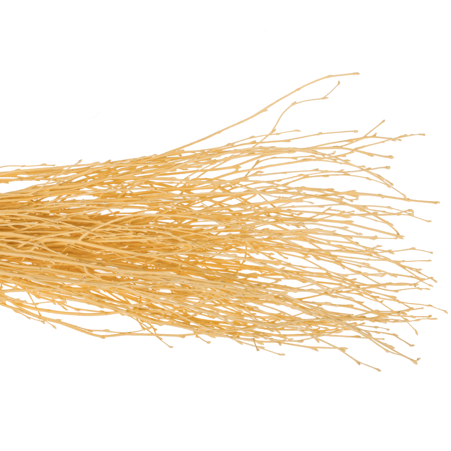 Birke apricot gefärbt 70cm