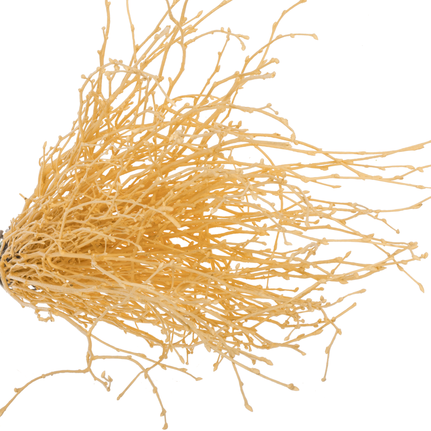 Birke apricot gefärbt 70cm