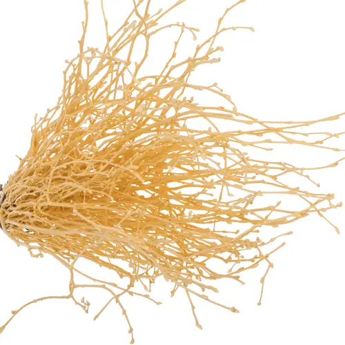 Birke apricot gefärbt 70cm