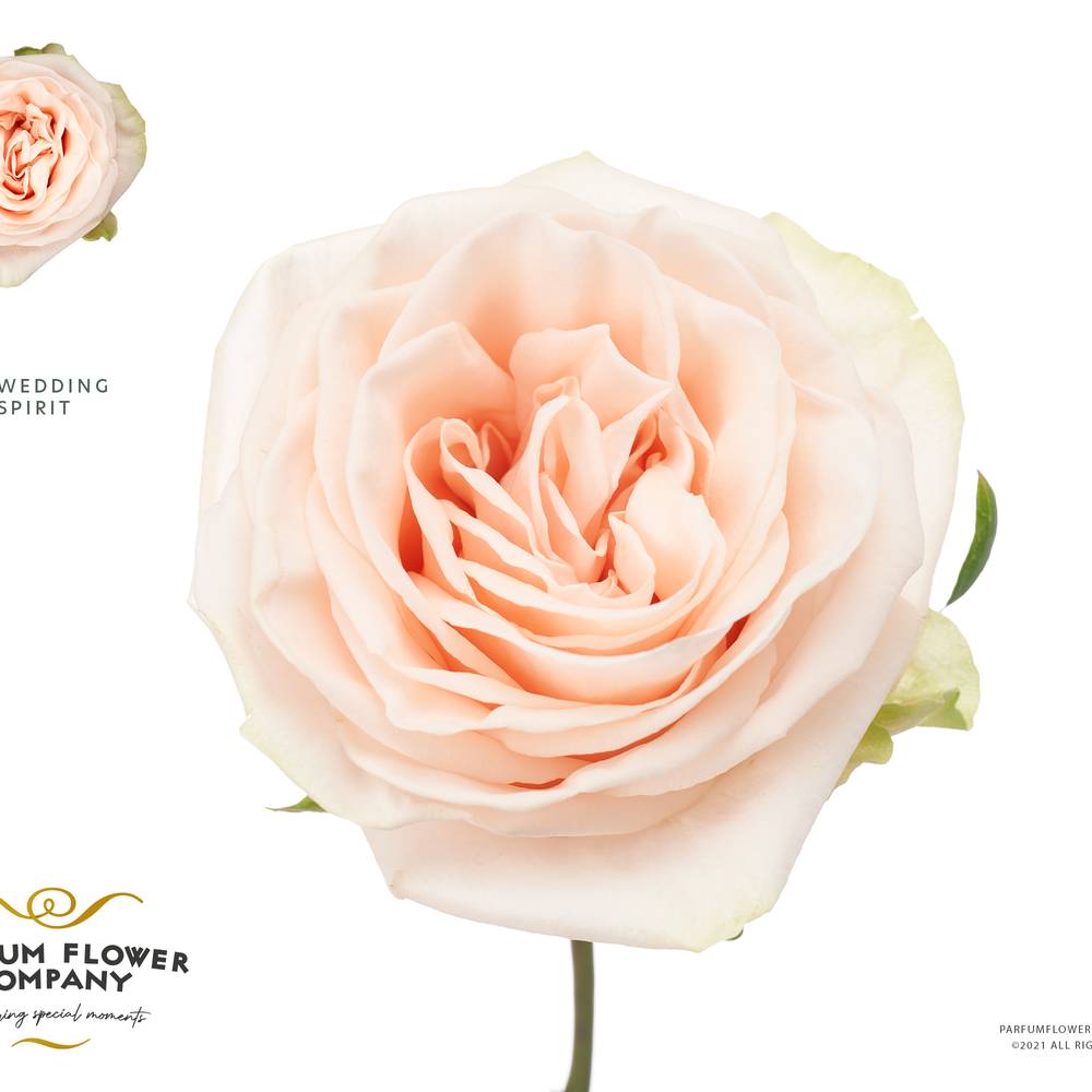 Rose apricot Wedding Spirit 50cm