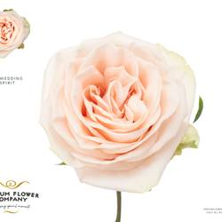 Rose apricot Wedding Spirit 50cm