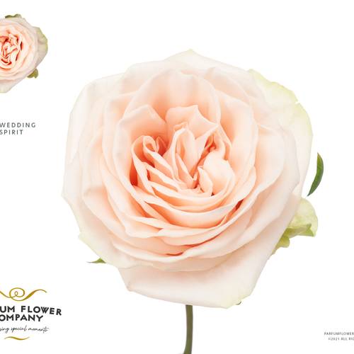Rose apricot Wedding Spirit 50cm