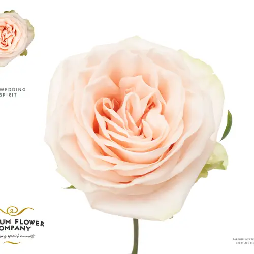 Rose apricot Wedding Spirit 50cm