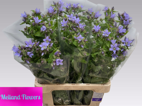 Campanula Lactiflora lila Prichard  65cm