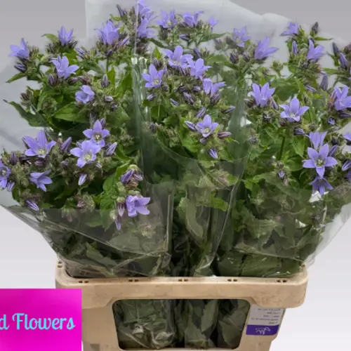 Campanula Lactiflora lila Prichard  65cm