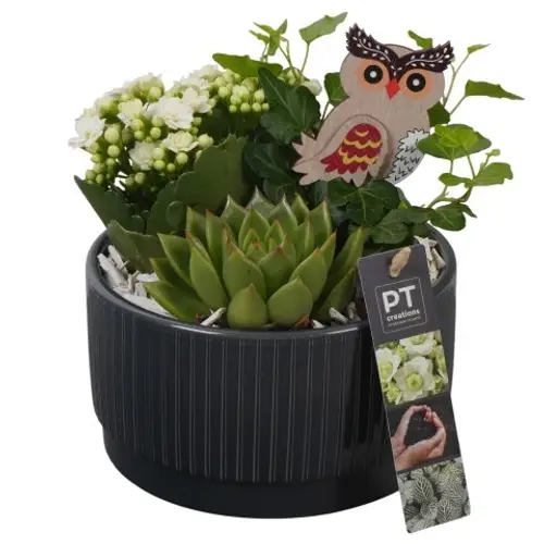 Kal.Arr PTHI5568 Herbst T16 H017