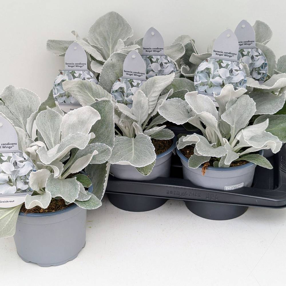 Senecio grau/grün Whispers T17 H028