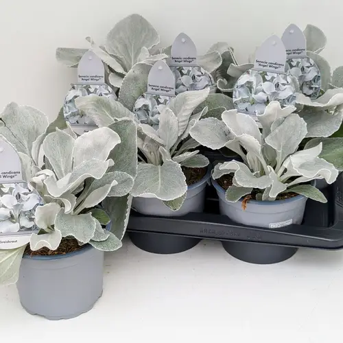 Senecio grau/grün Whispers T17 H028