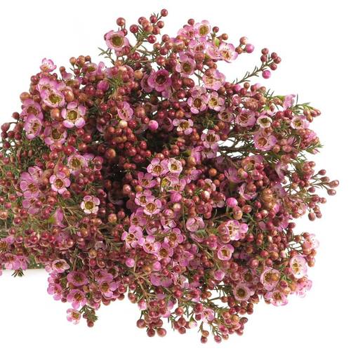 Wachsflower rosa Adi 25 Gramm 60cm