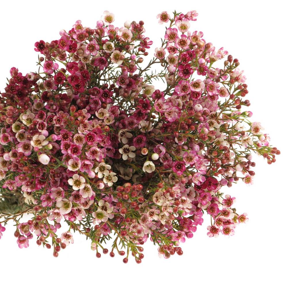 Wachsflower rosa Adi 25 Gramm 60cm