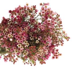 Wachsflower rosa Adi 25 Gramm 60cm