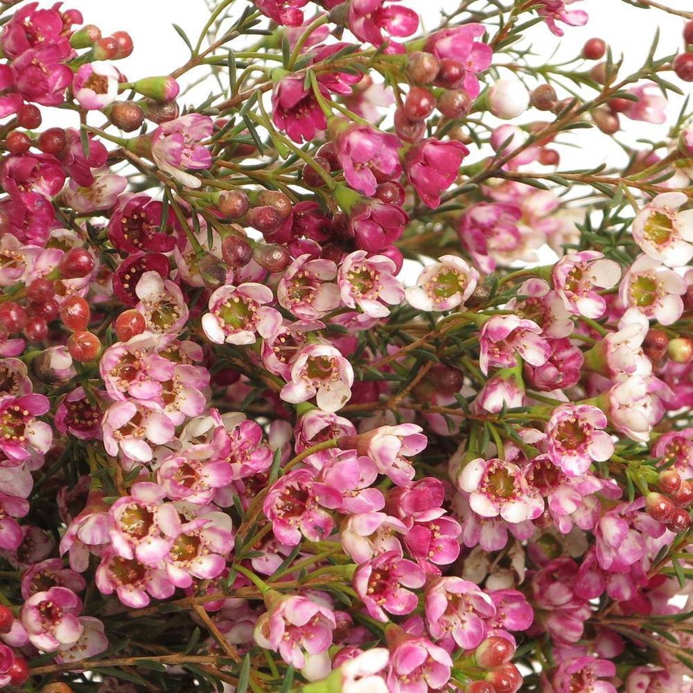 Wachsflower rosa Adi 25 Gramm 60cm