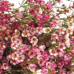 Wachsflower rosa Adi 25 Gramm 60cm