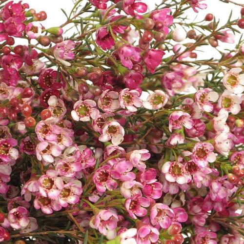 Wachsflower rosa Adi 25 Gramm 60cm