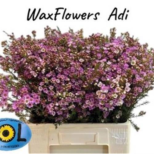 Wachsflower rosa Adi 25 Gramm 60cm