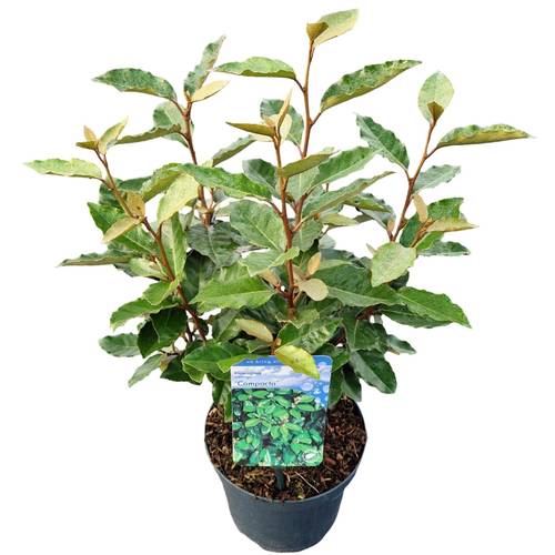 Elaeagnus Ebbingei Compacta T19 H045