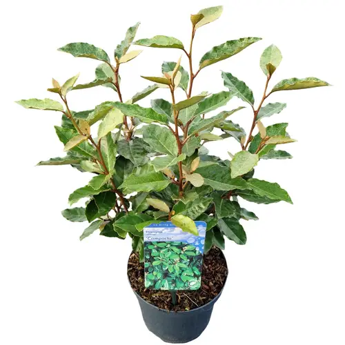 Elaeagnus Ebbingei Compacta T19 H045