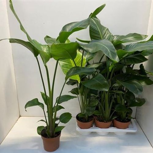 Strelit.Nic T17 H100 Schnapchen Von Uhr