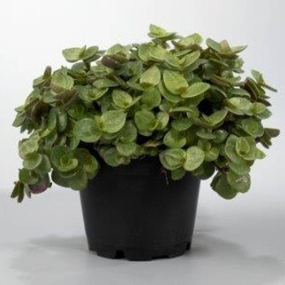 Callisia Repens T6 H10