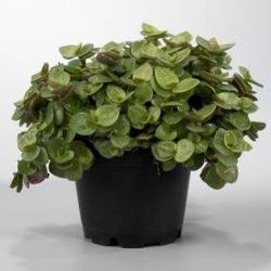 Callisia Repens T6 H10