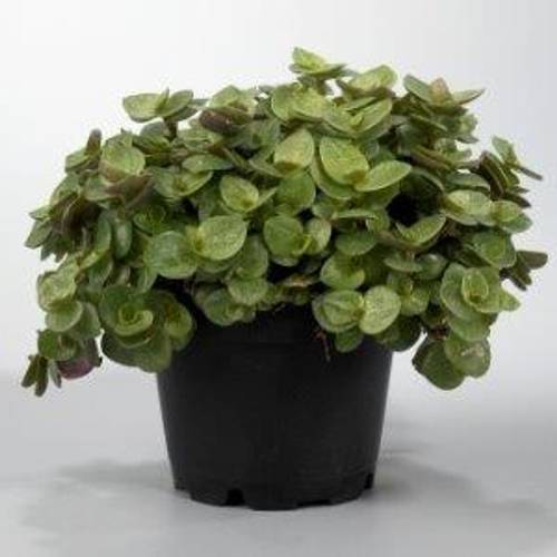 Callisia Repens T6 H10