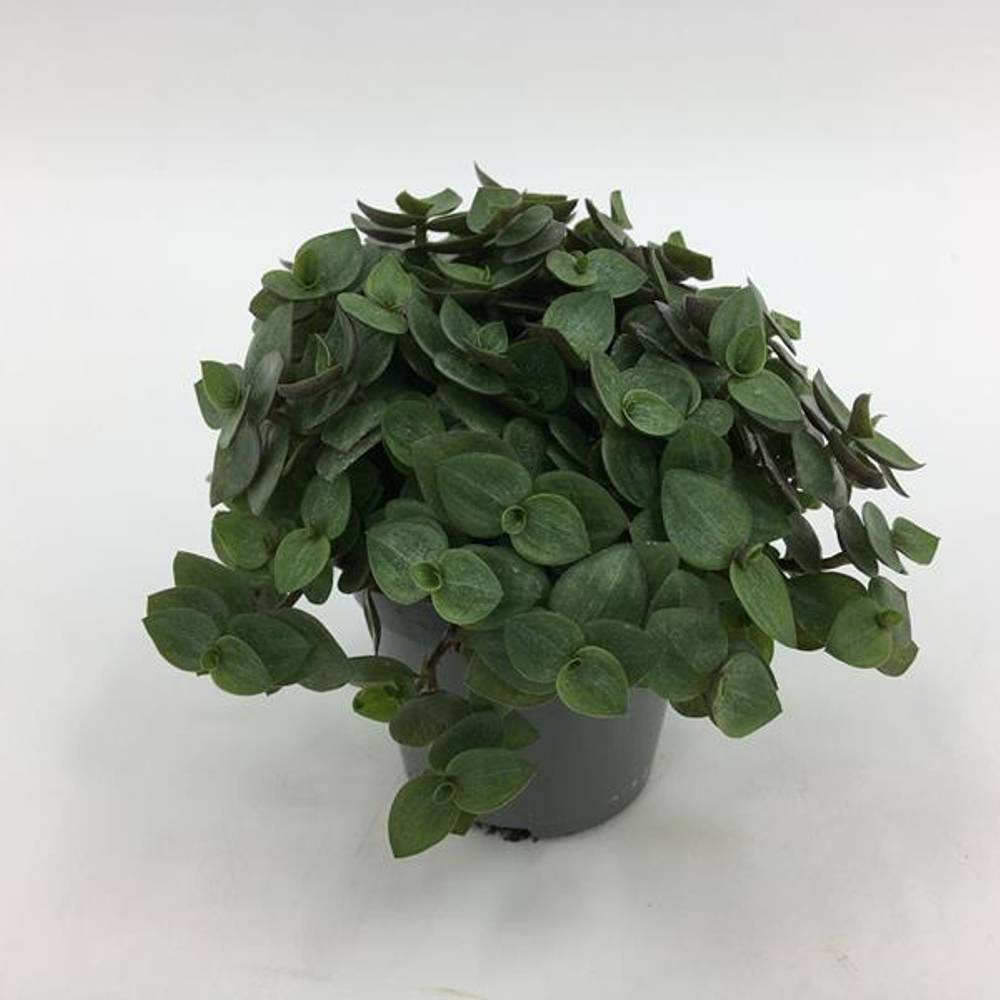 Callisia Repens T6 H10