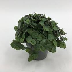 Callisia Repens T6 H10