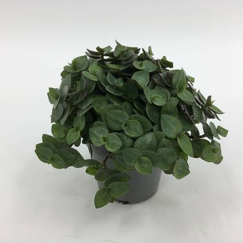 Callisia Repens T6 H10