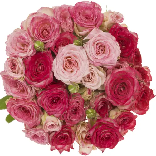 Rose verzweigt fuchsia Bonbon 3+Blüte 50cm