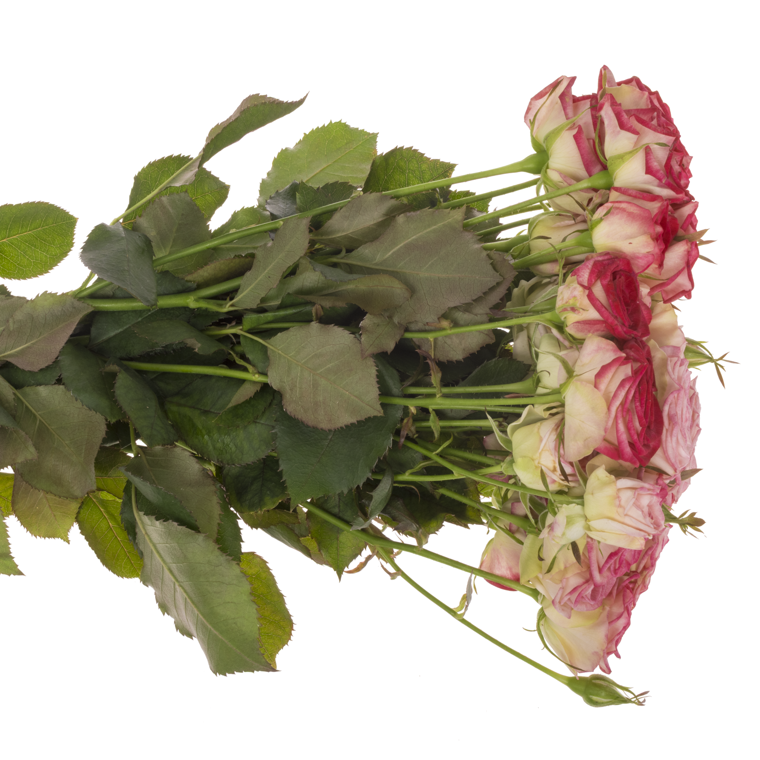 Rose verzweigt fuchsia Bonbon 3+Blüte 50cm