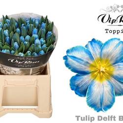 Tulpe blau gefärbt Delft Blue 32 Gramm