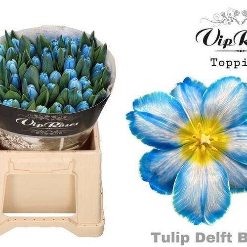 Tulpe blau gefärbt Delft Blue 32 Gramm
