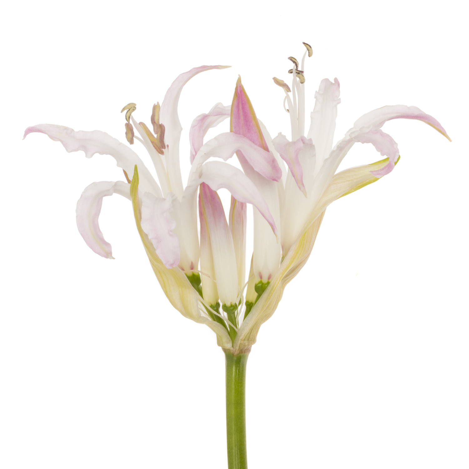 Nerine rosa/creme bowdenii Carnaval 70cm