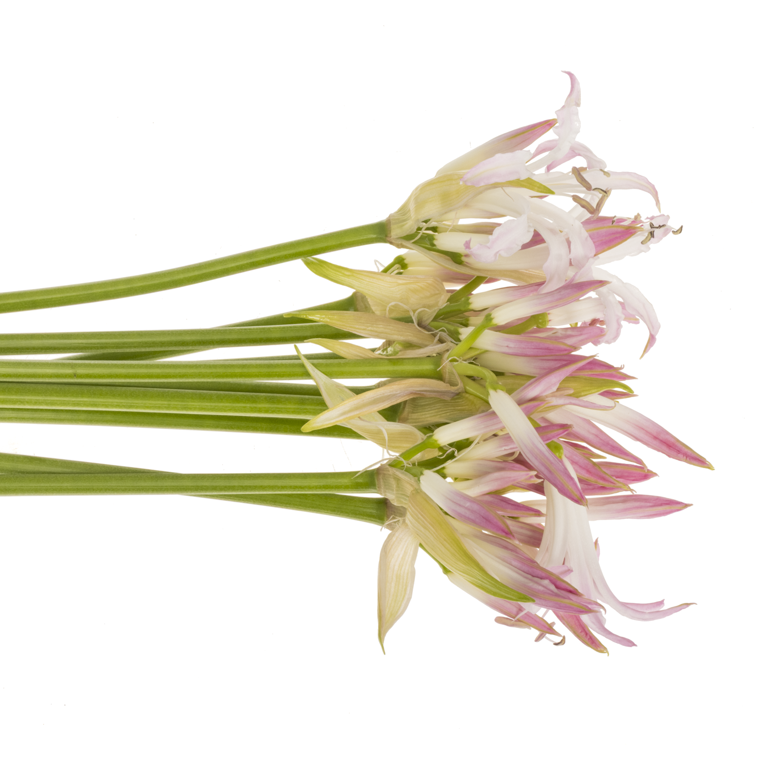 Nerine rosa/creme bowdenii Carnaval 70cm