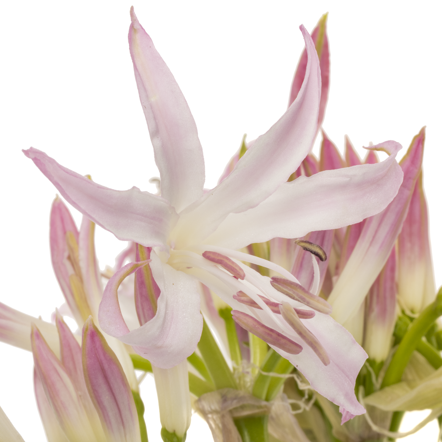 Nerine rosa/creme bowdenii Carnaval 70cm