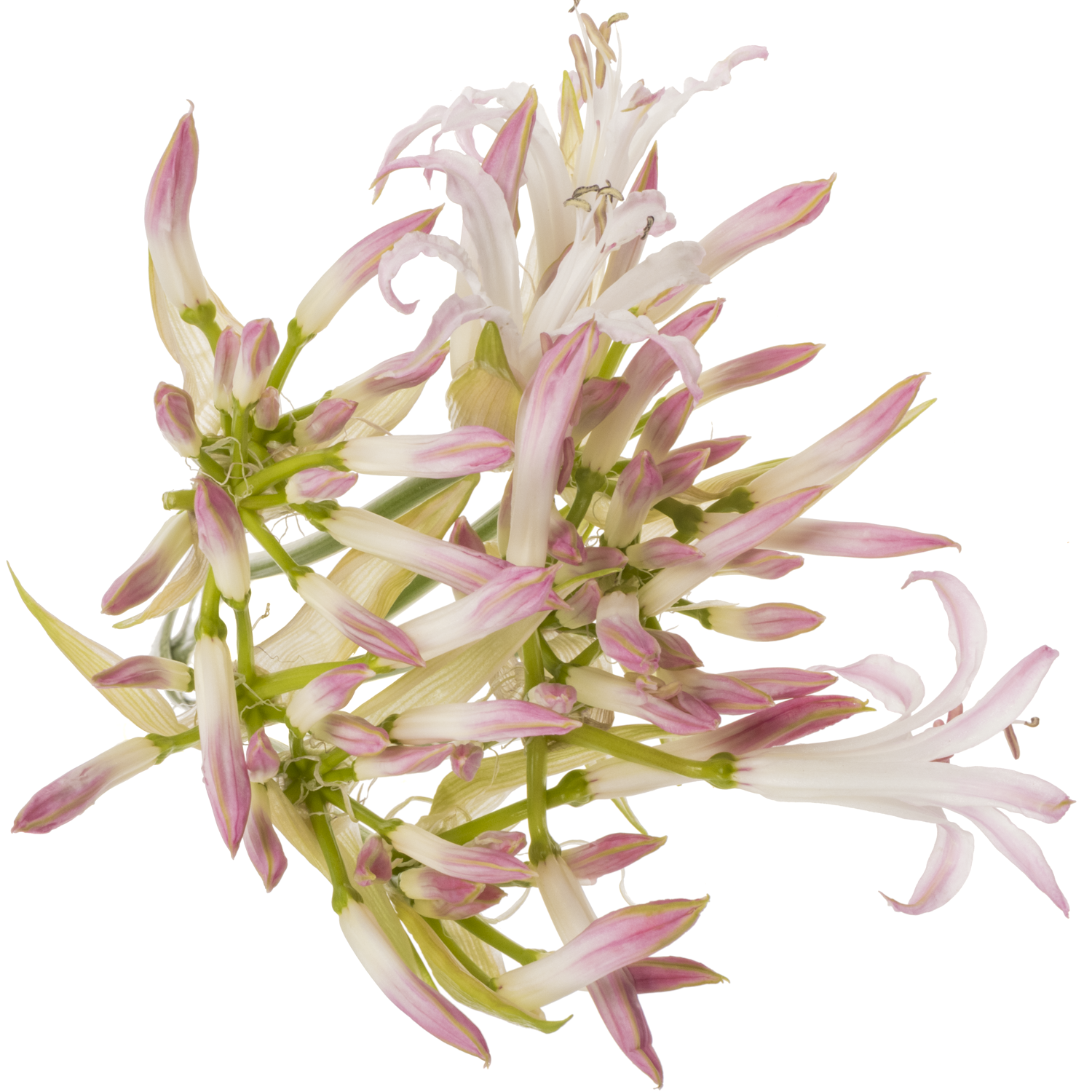 Nerine rosa/creme bowdenii Carnaval 70cm