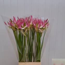 Nerine rosa/creme bowdenii Carnaval 70cm