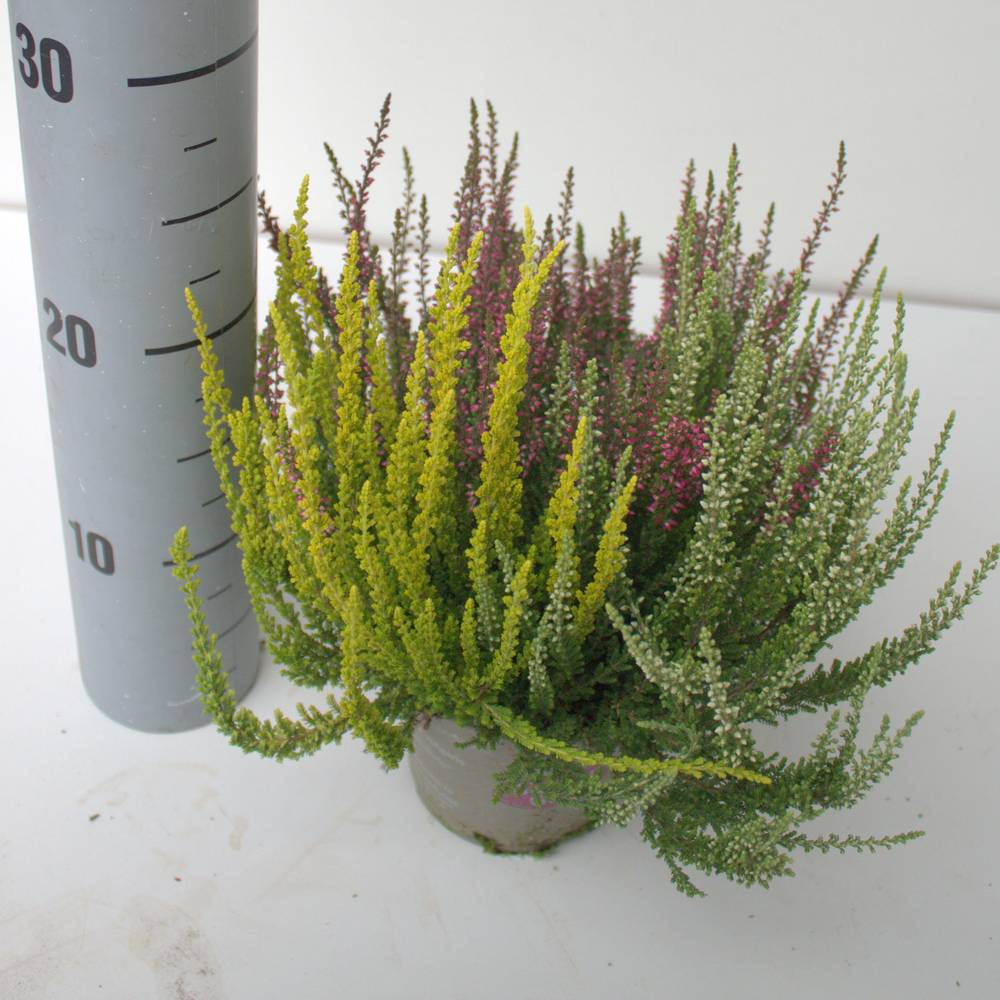 Calluna rot/gelb GG Trio T12 H025