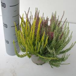 Calluna rot/gelb GG Trio T12 H025