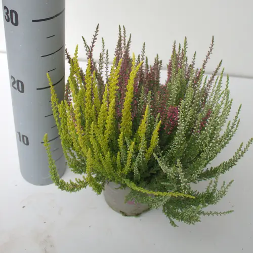 Calluna rot/gelb GG Trio T12 H025
