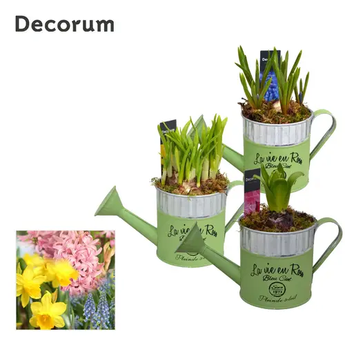 Zwiebel.Arr mix HL10633B T10 H018