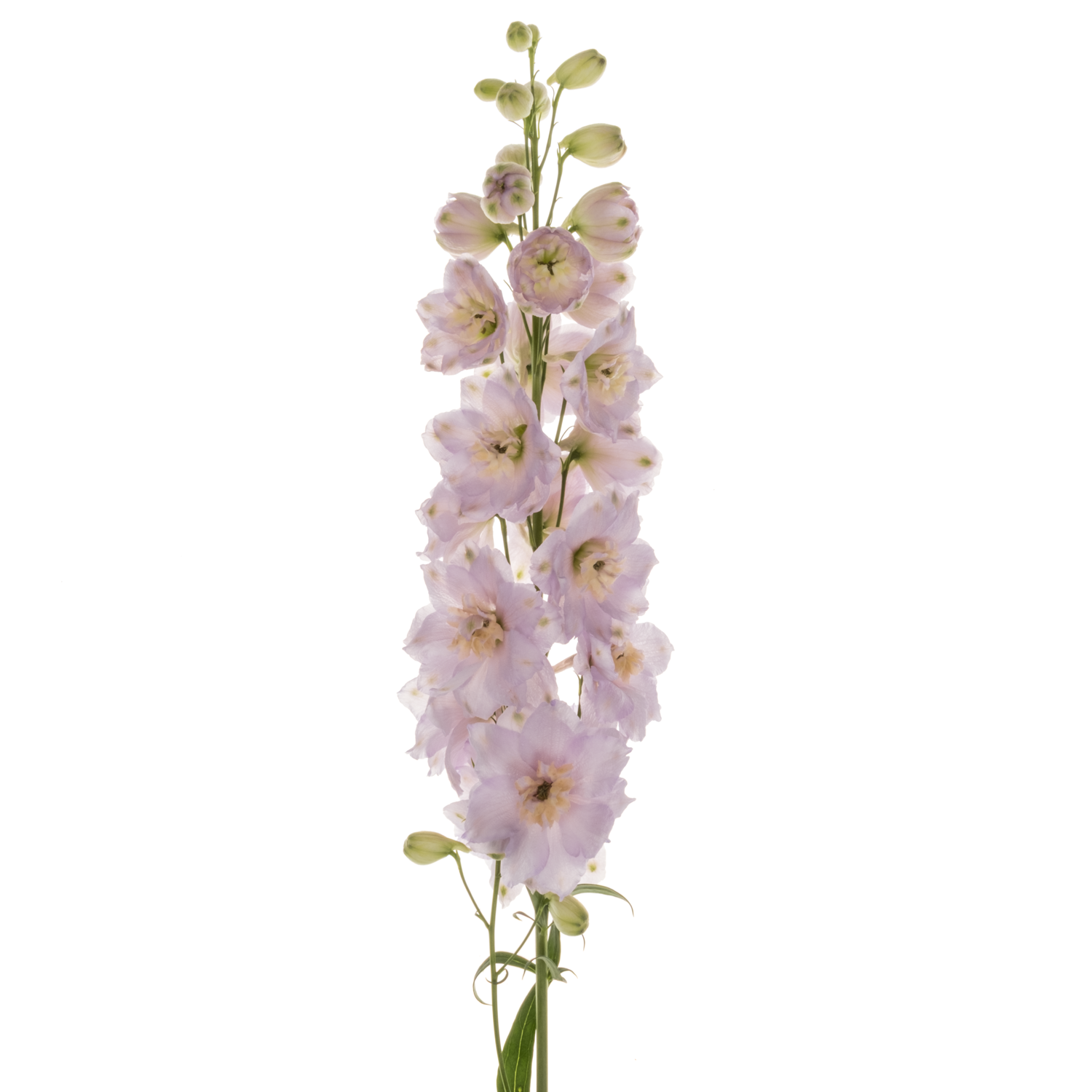 Delphinium rosa Rosa Dewi Fame 80cm