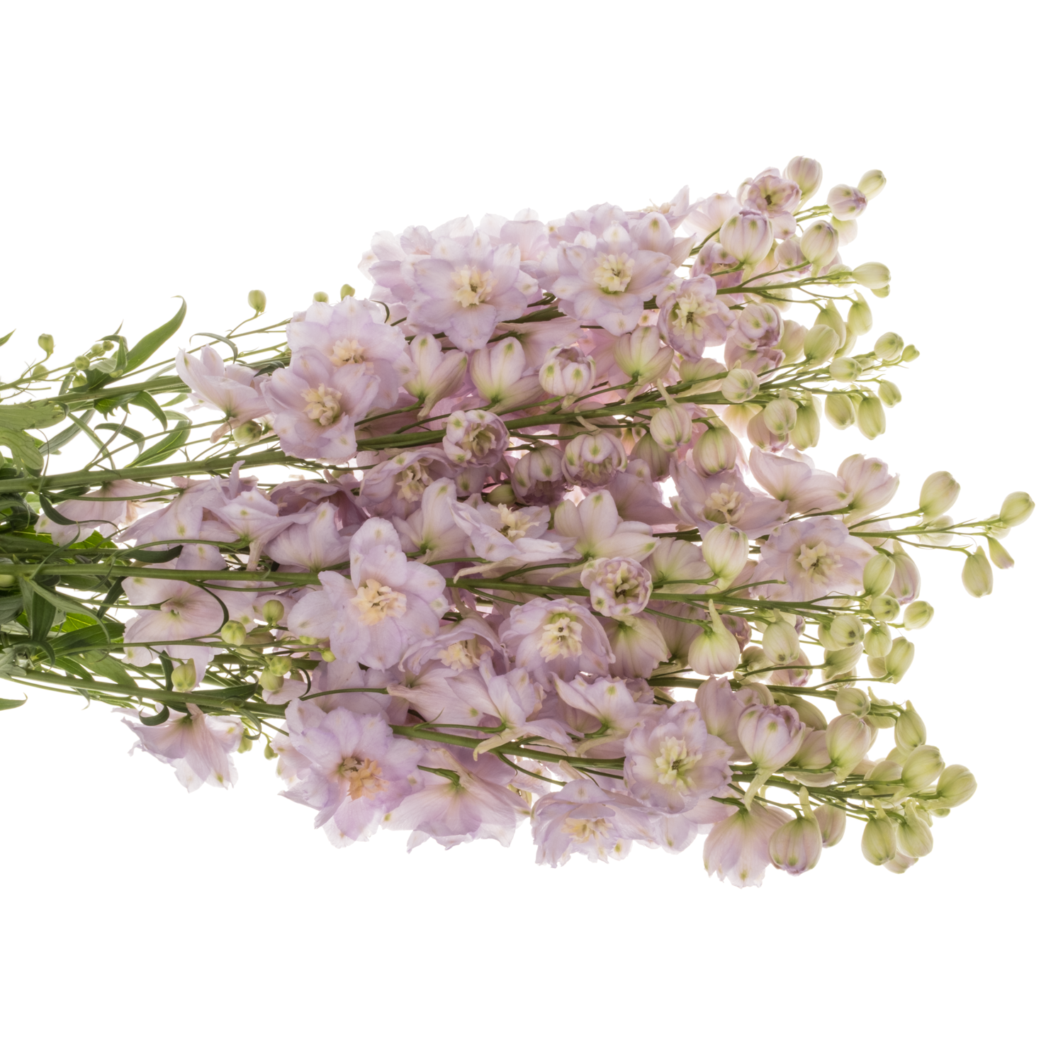 Delphinium rosa Rosa Dewi Fame 80cm