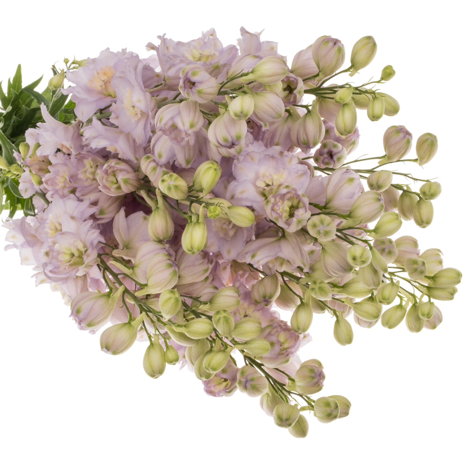 Delphinium rosa Rosa Dewi Fame 80cm